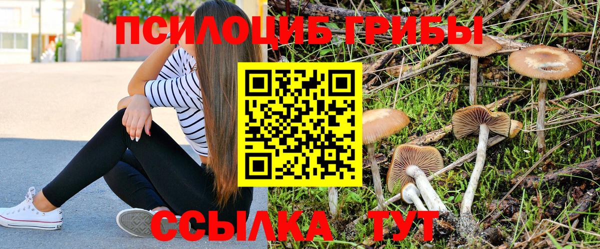 Псилоцибиновые грибы Psilocybine cubensis Котовск